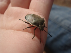 Chlorochroa pinicola