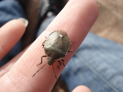 Chlorochroa pinicola