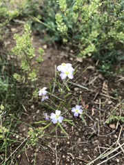 Dontostemon integrifolius