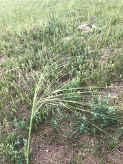 Stipa grandis