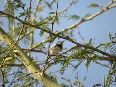 Batis molitor molitor