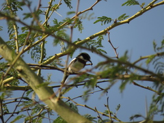 Batis molitor molitor