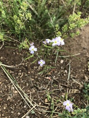 Dontostemon integrifolius