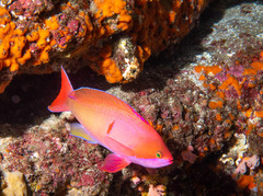 Pseudanthias rubrizonatus