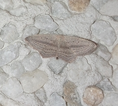 Scopula emutaria