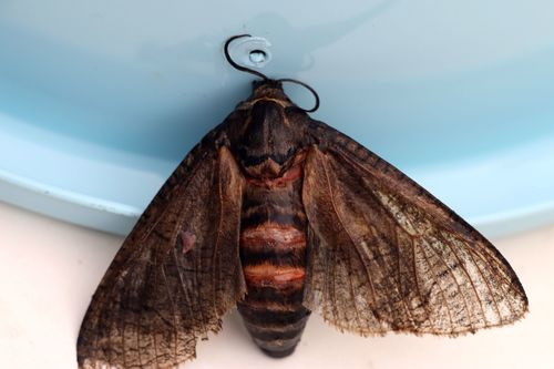 Cossus cossus