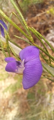 Psoralea speciosa