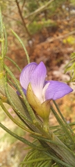 Psoralea speciosa