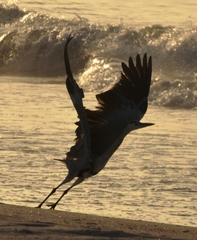 Ardea cinerea
