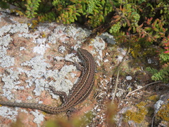 Podarcis carbonelli berlengensis