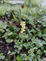 Pseudorchis straminea