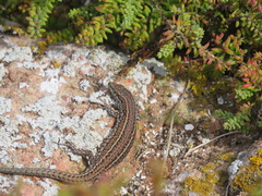 Podarcis carbonelli berlengensis