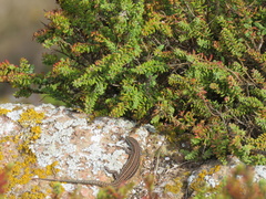 Podarcis carbonelli berlengensis