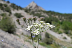 Heracleum ligusticifolium