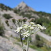 Heracleum ligusticifolium - Photo (c) Вадим, algunos derechos reservados (CC BY-NC), subido por Вадим