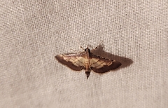 Cnaphalocrocis trebiusalis