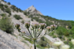 Heracleum ligusticifolium