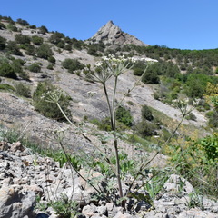 Heracleum ligusticifolium