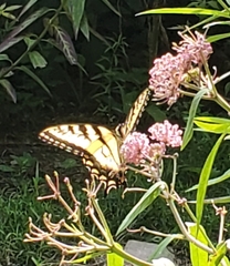 Papilio canadensis × glaucus