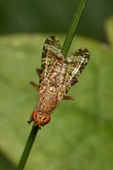 Euthycera chaerophylli