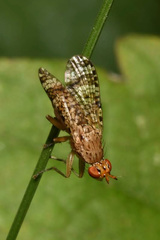 Euthycera chaerophylli