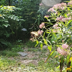 Papilio canadensis × glaucus