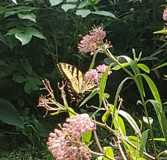Papilio canadensis × glaucus