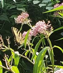 Papilio canadensis × glaucus