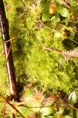 Lepidoziaceae