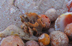 Clathria