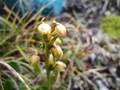 Chamorchis alpina