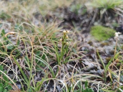 Chamorchis alpina