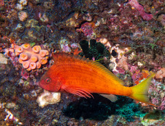 Cyprinocirrhites polyactis