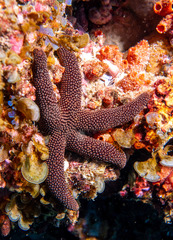 Pseudonepanthia nigrobrunnea