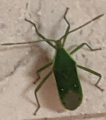 Homoeocerus lacertosus