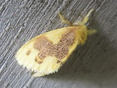 Euproctis piperita