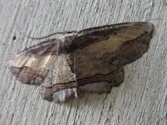 Menophra senilis