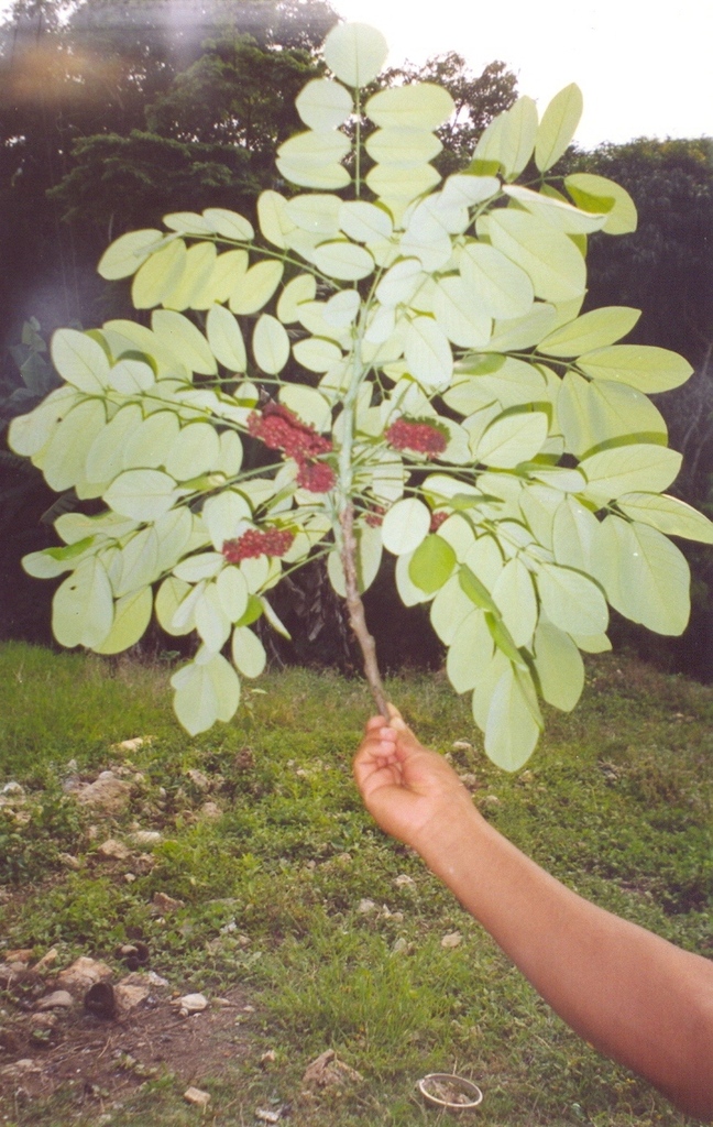 Lonchocarpus atropurpureus