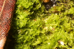 Lepidoziaceae