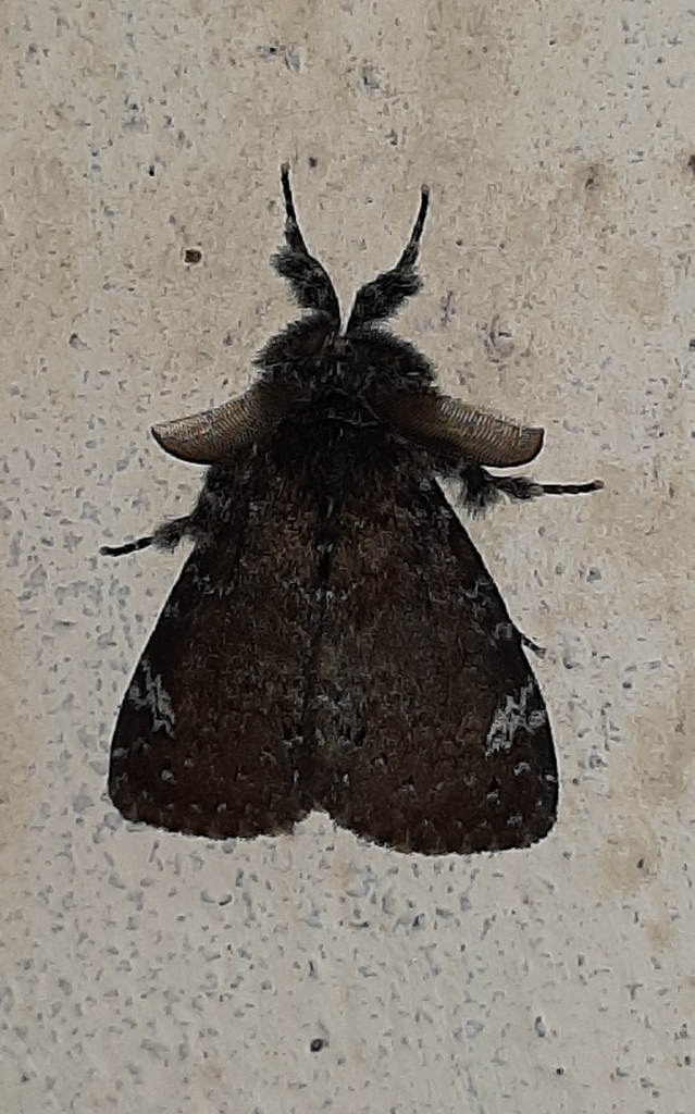 Gagini Insect Orgyiini from Kodaikanal, Tamil Nadu, India on June 30, 2021 at 08:49 ...