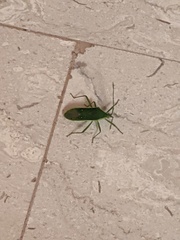 Homoeocerus lacertosus