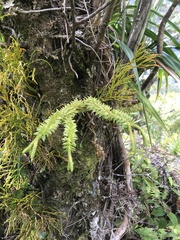 Phlegmariurus phyllanthus