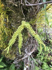 Phlegmariurus phyllanthus