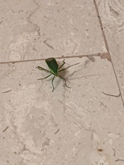 Homoeocerus lacertosus