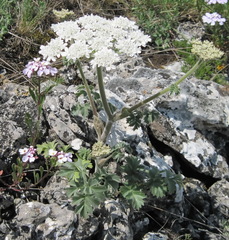 Heracleum ligusticifolium