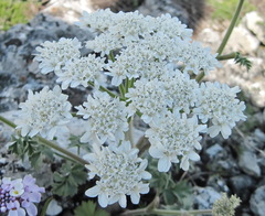 Heracleum ligusticifolium