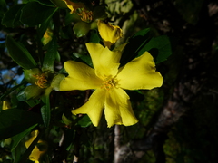 Hibbertia cuneiformis