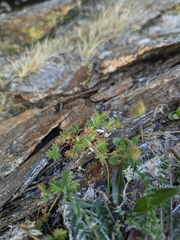 Potentilla nivea
