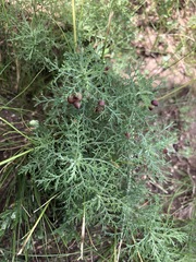 Artemisia adamsii
