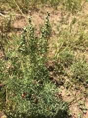 Artemisia adamsii
